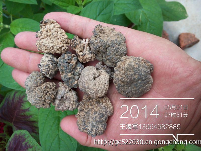 猴腦菇批發(fā)