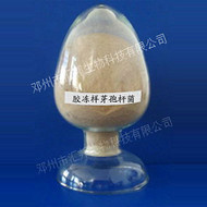 汇邦生物 胶冻样芽孢杆菌 胶质芽孢杆菌